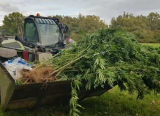 Pattensen: Spaziergänger stößt in Koldinger Masch auf Outdoorplantage mit Hanfpflanzen