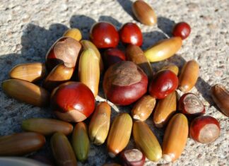 Kastanien und Eicheln sammeln für die Winterfütterung im Tiergarten