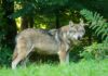 Wolf in freier Natur