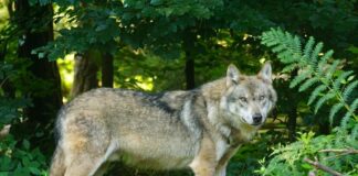 Wolf in freier Natur