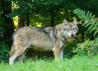 Region Hannover stellt richtig: Wolfschutzzäune sind auch im Landschaftsschutzgebiet erlaubt Wolf in freier Natur