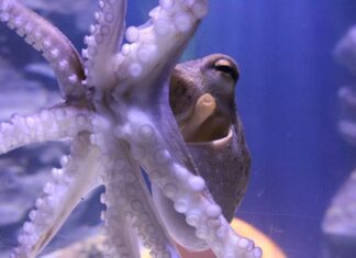 Oktopus „Otto“ bezieht sein neues Zuhause im SEA LIFE Hannover