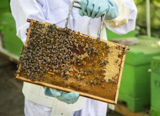 Jetzt bestellen: Medikamente gegen die Bienenkrankheit Varroatose