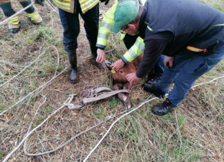 Feuerwehr rettet Kalb aus der Leine