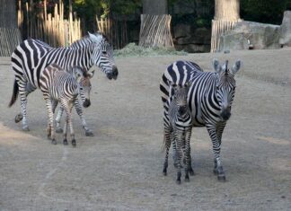 Gestreiftes Trio wirbelt Sambesi auf