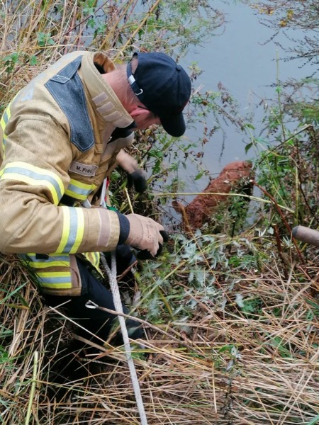 Feuerwehr rettet Kalb aus der Leine