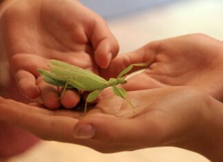 Zooschule Hannover erhält Auszeichnung als offizielles Projekt der UN-Dekade Biologische Vielfalt