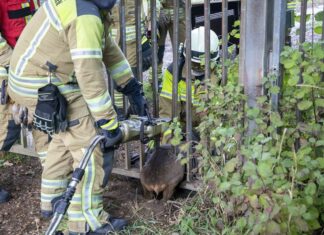 Langenhagener Feuerwehr befreit eingeklemmtes Reh