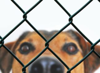 Landesregierung unterstützt Tierheime in Zeiten von Corona