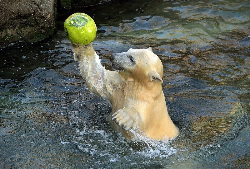 Erlebnis-Zoo Hannover bereitet sich auf verlängerten Shutdown vor