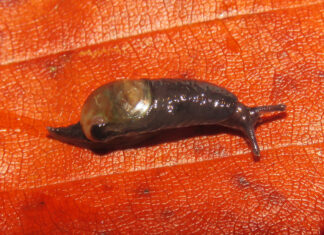 Schülerinnen entdecken neues Schneckenvorkommen in Südostniedersachsen