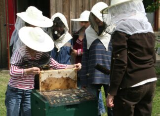 Projekt „Wildbienen und Schulbienen“