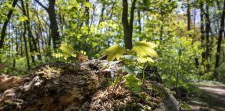 Wald