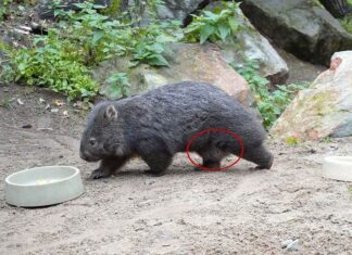 Nacktnasenwombat-Weibchen Maya im Erlebnis-Zoo Hannover erwartet zum ersten Mal Nachwuchs