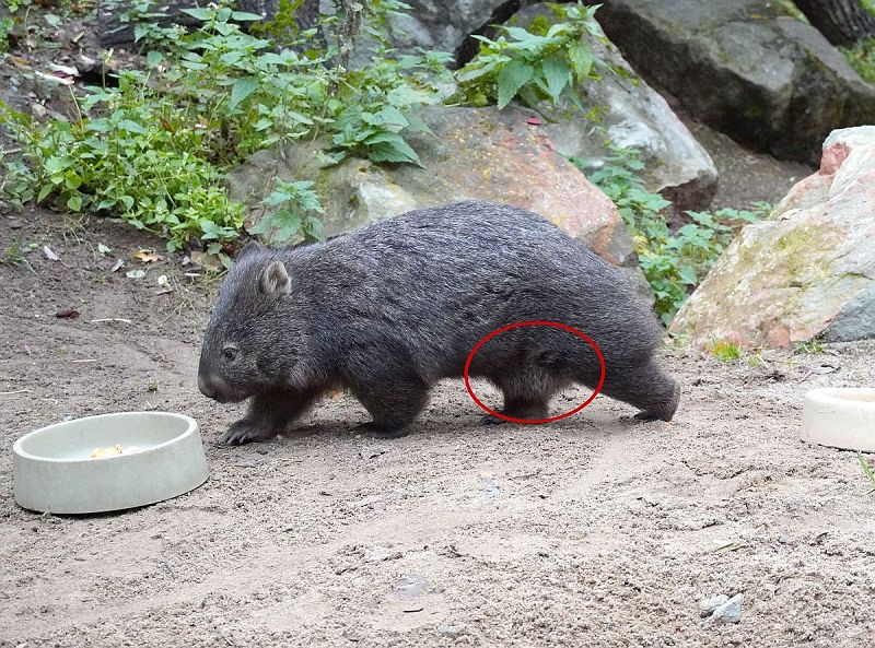 Nacktnasenwombat-Weibchen Maya im Erlebnis-Zoo Hannover erwartet zum ersten Mal Nachwuchs