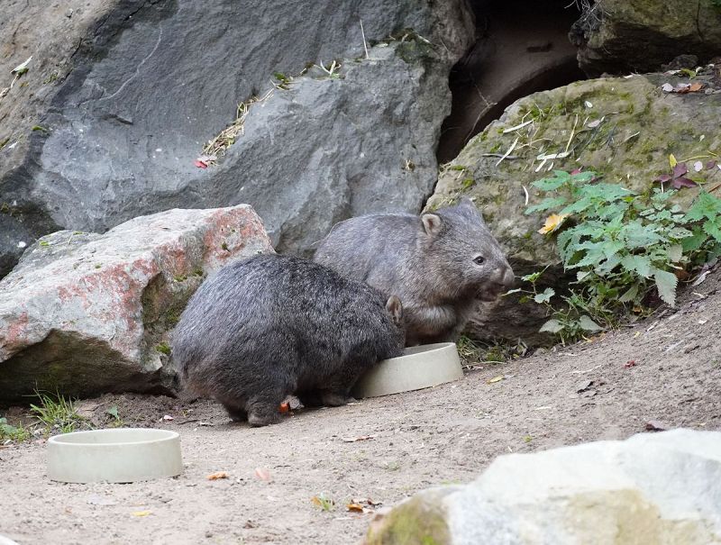 Nacktnasenwombat-Weibchen Maya im Erlebnis-Zoo Hannover erwartet zum ersten Mal Nachwuchs