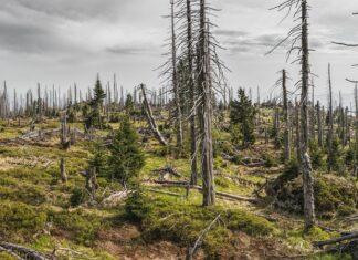 2020 bringt keine Erholung für Wälder in Niedersachsen Symbolbild Waldsterben