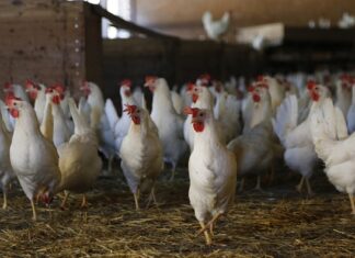 Region verordnet Stallpflicht für Risikogebiete