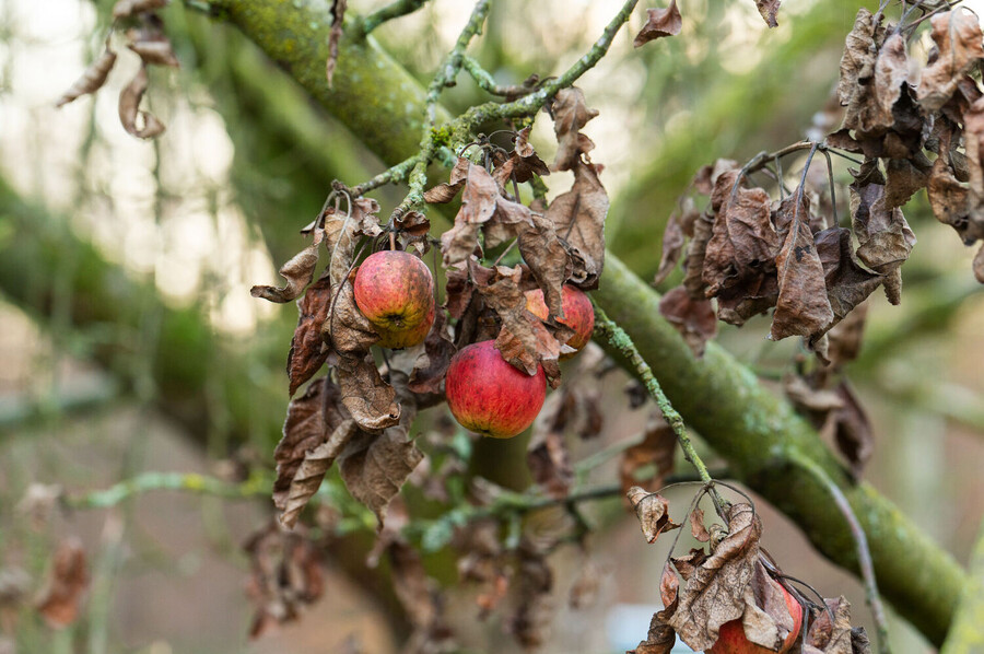 Obstbaumpflege in der Försterei Kirchwehren
