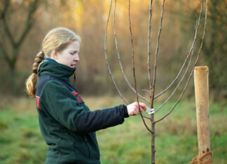 Obstbaumpflege in der Försterei Kirchwehren