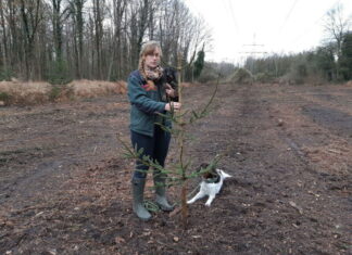 Weihnachtsbaumverkauf im Misburger Wald fällt aus – Förster entsetzt: unangekündigte Mulcharbeiten vernichten Weihnachtsbäume