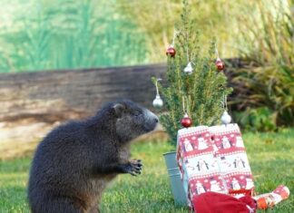 Eine Nase für Geschenke