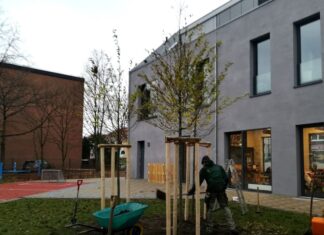 Am Haus der Jugend spenden Hopfenbuchen künftig Schatten im Innenhof