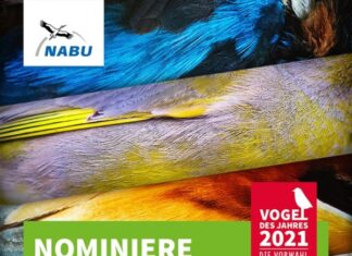 Zahl des Monats: Schon über 110.000 Menschen haben für den Vogel des Jahres 2021 gestimmt