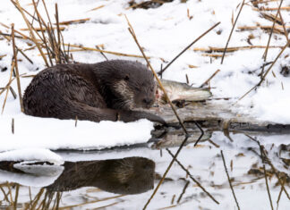 Der Fischotter – Tier des Jahres in den Wäldern des Forstamtes Fuhrberg
