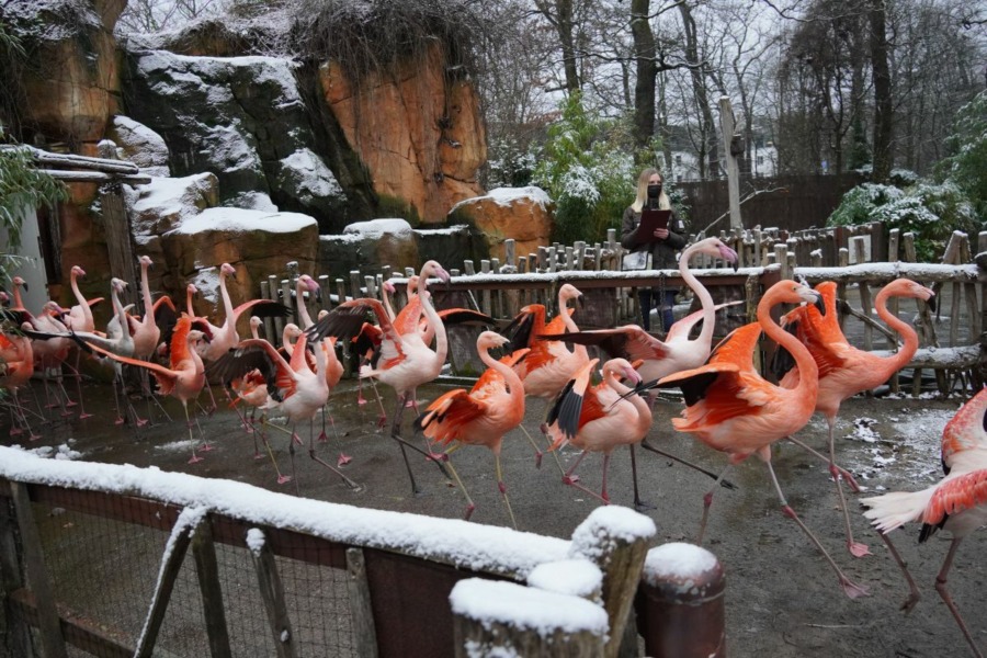 Großes Zählen im Erlebnis-Zoo Hannover