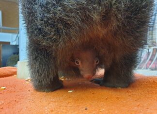 Neugierige nackte Nase