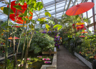 1,5 Millionen Euro Fördermittel für den Berggarten Schauhaus Herrenhäuser Gärten