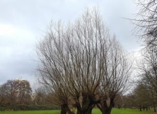 Kopfweiden im Brinker Park erhalten Rückschnitt