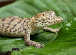 Zootier des Jahres 2021: Das Krokodil