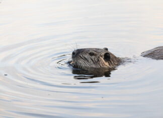Wie wollen wir mit eingeschleppten Tierarten umgehen?