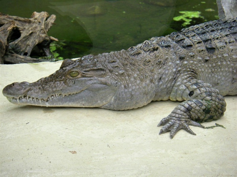 Zootier des Jahres 2021: Das Krokodil