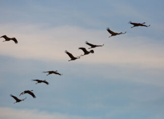 Vorfrühling löst Rückreisewelle aus – „Vögel des Glücks“ nutzen Wetter