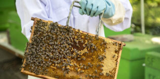 Bienenwabe