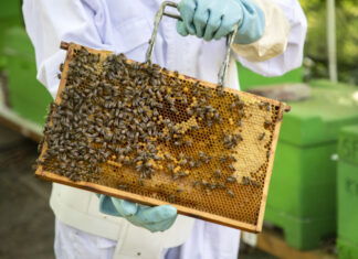 Sonntagmorgen – Veranstaltungen zum Tag des Honigs Bienenwabe