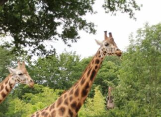 Abschied von einer ganz Großen