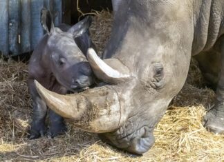 „Die bisher beste Nachricht des Jahres“: