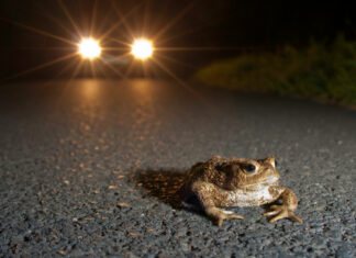 Der Schnee ist weg, jetzt kommen die Kröten