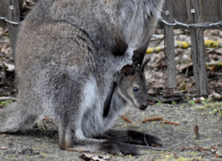 Nachwuchs bei den Bennettkängurus unterwegs!