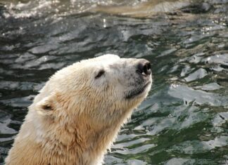 Zoo-Team tief enttäuscht – Erlebnis-Zoo Hannover bleibt weiterhin geschlossen