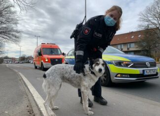 Polizei befreit hilflosen Hund auf Brücke