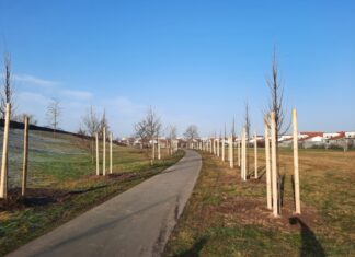 Stadt pflanzt 80 junge Bäume in einem Grünstreifen in Kaltenweide