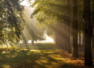 Welttag des Waldes feiert 50. Jubiläum