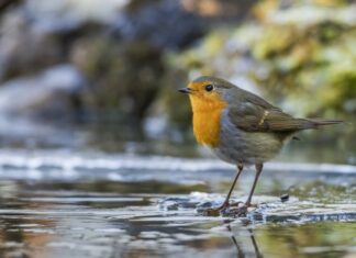 NABU und LBV: Der Vogel des Jahres 2021 ist das Rotkehlchen