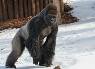 Zoos fordern: Schluss mit Gleichmacherei