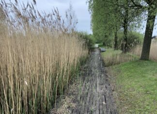 Für ein sicheres Betreten: Stege im Wietzepark erhalten neue Oberfläche